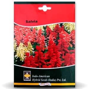 Salvia Seeds - Indo American | F1 Hybrid | Buy Online at Best Price