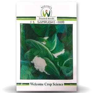Samrudhi 808 Cauliflower Seeds - Welcome | F1 Hybrid | Buy Online at Best Price