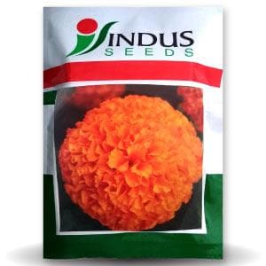 Semi Tall Orange Marigold Seeds - Indus | F1 Hybrid | Buy Online at Best Price