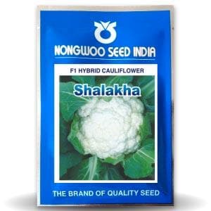 Shalakha Cauliflower Seeds - Nongwoo | F1 Hybrid | Buy Online at Best Price