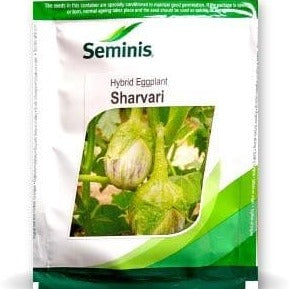 Sharvari Brinjal Seeds | Buy Online At Best Price