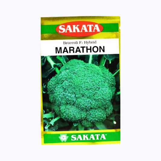 Marathon Broccoli Seeds - Sakata | F1 Hybrid | Buy Online at Best Price