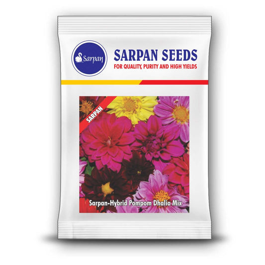 Sarpan Pompom Dhalia Mix Seeds | F1 Hybrid | Buy Online at Best Price