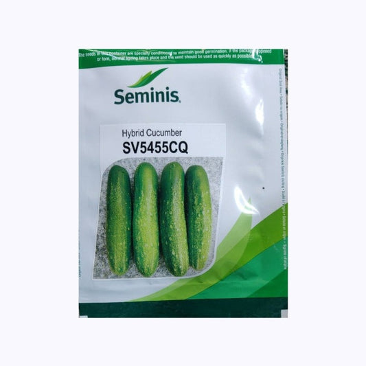 SV5455CQ Cucumber Seeds | Buy Online At Best Price