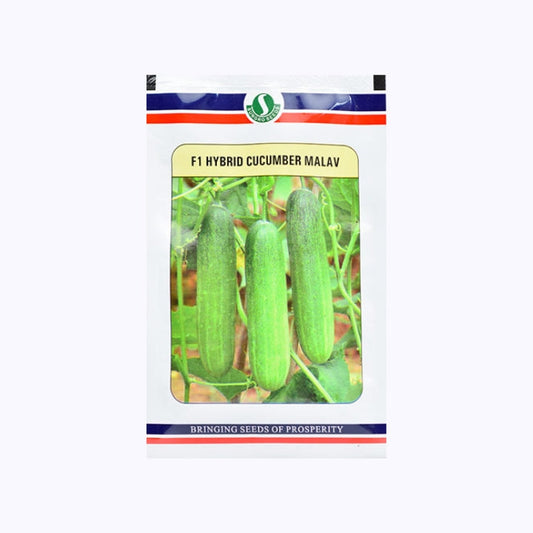 Malav Cucumber Seeds - Sungro | F1 Hybrid | Buy Online at Best Price