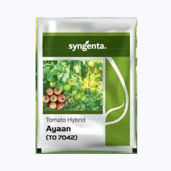 Ayaan (TO 7042) Tomato Seeds - Syngenta | F1 Hybrid | Buy Online Now ...