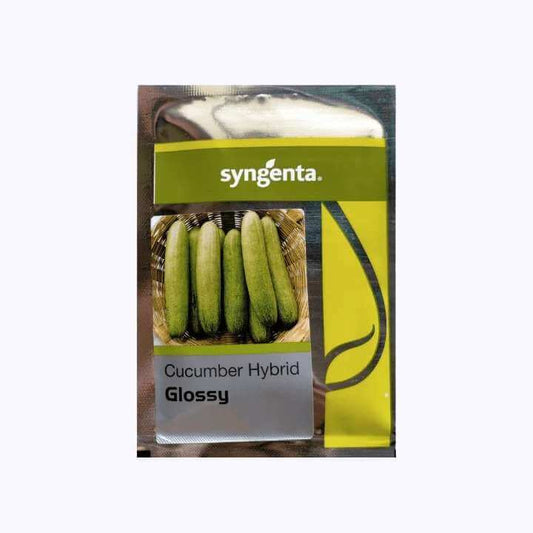 Cucumber Glossy Seeds -Syngenta | F1 Hybrid | Buy Online at Best Price