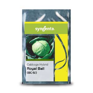 Royal Ball (BC 51) Cabbage Seeds - Syngenta | F1 Hybrid | Buy Online at Best Price