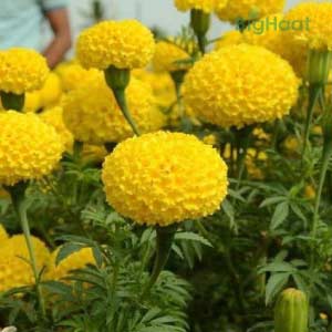 indus seeds marigold Tennis Ball Marigold Seeds - Indus | F1 Hybrid