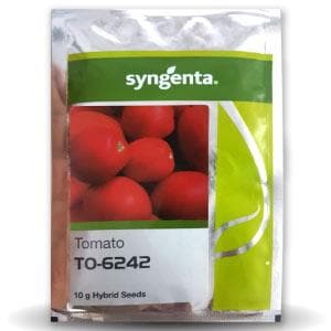 TO-6242 Tomato Seeds - Syngenta | F1 Hybrid | Buy Online at Best Price
