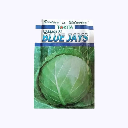Blue Jays Cabbage Seeds -Tokita | F1 Hybrid | Buy Online at Best Price