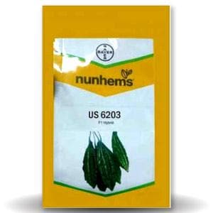 US 6203 Bitter Gourd Seeds - Nunhems | F1 Hybrid | Buy Online at Best Price