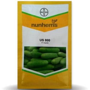 US 800 Cucumber Seeds - Nunhems | F1 Hybrid | Buy Online at Best Price