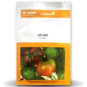 US 800 Tomato Seeds - Nunhems | F1 Hybrid | Buy Online at Best Price