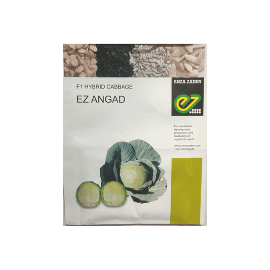 EZ Angad Cabbage Seeds - Enza Zaden | F1 Hybrid | Buy Online at Best Price