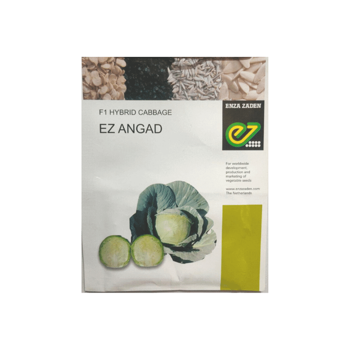 EZ Angad Cabbage Seeds - Enza Zaden | F1 Hybrid | Buy Online at Best Price