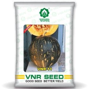 VNR-11 Pumpkin Seeds | F1 Hybrid | Buy Online at Best Price
