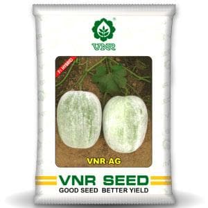 VNR-AG Ash Gourd Seeds | F1 Hybrid | Buy Online at Best Price