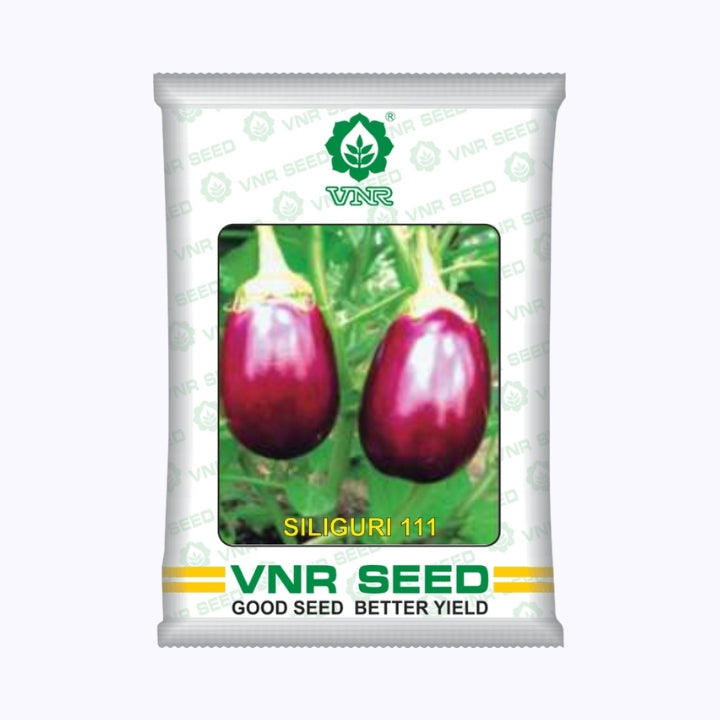 Siliguri-111 Brinjal Seeds -VNR | F1 Hybrid | Buy Online at Best Price