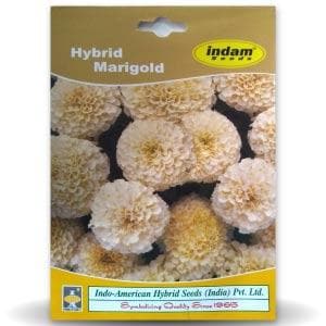 White Marigold Seeds - Indo American | F1 Hybrid | Buy Online at Best Price