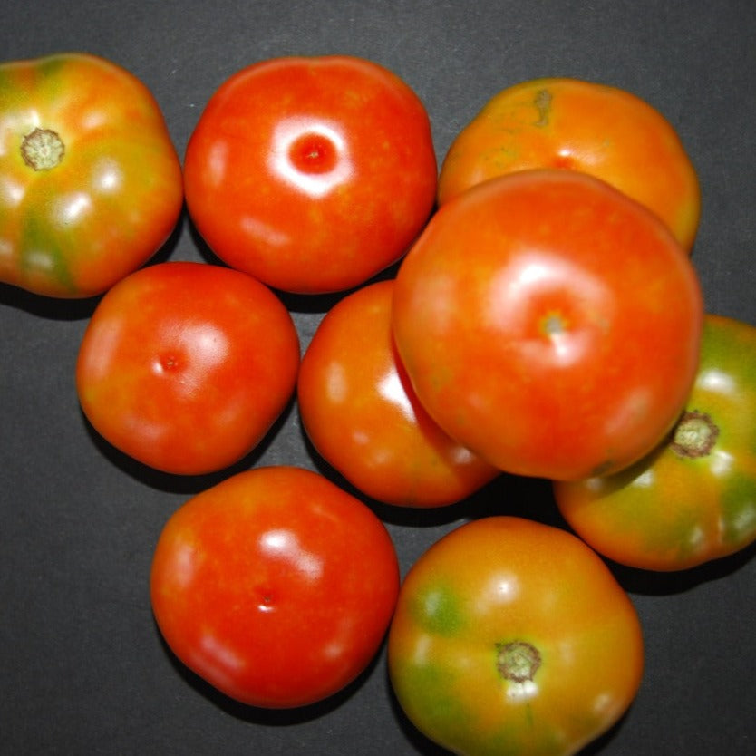 Sarpan STH - 520 Tomato Seeds | F1 Hybrid | Buy Online at Best Price