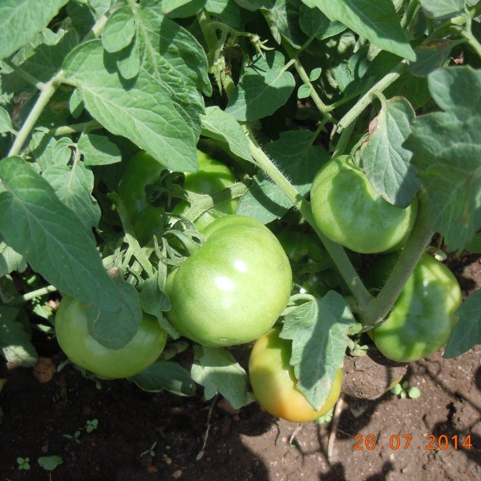 Sarpan STH - 520 Tomato Seeds | F1 Hybrid | Buy Online at Best Price