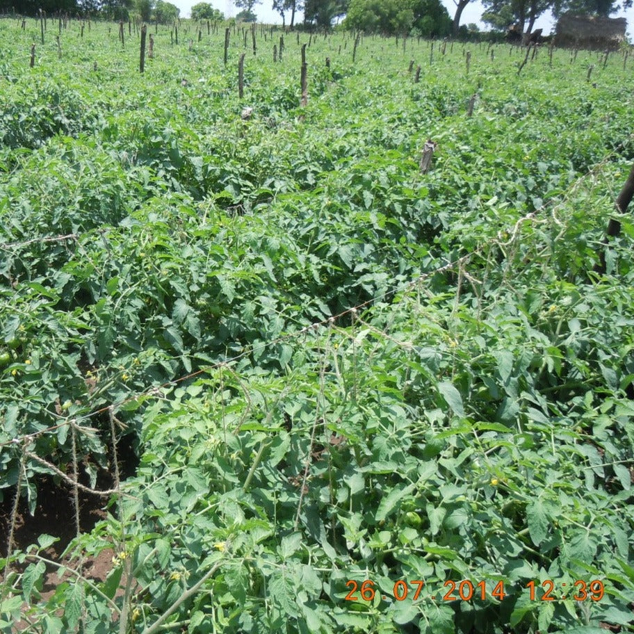 Sarpan STH - 520 Tomato Seeds | F1 Hybrid | Buy Online at Best Price