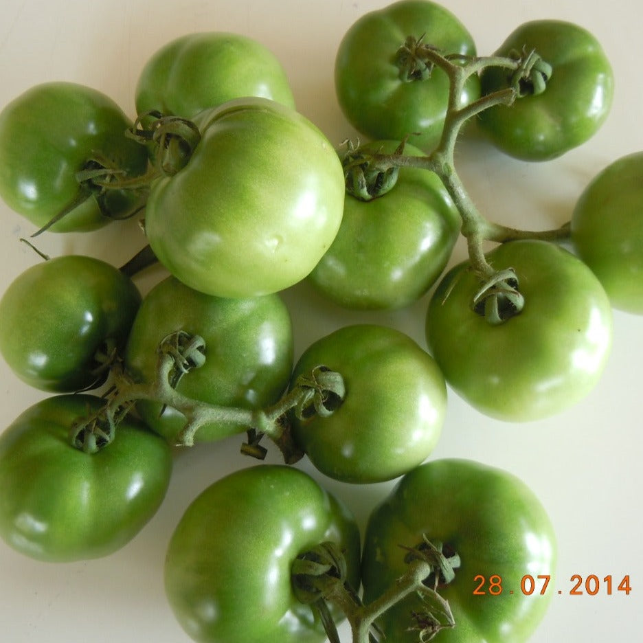 Sarpan STH - 520 Tomato Seeds | F1 Hybrid | Buy Online at Best Price