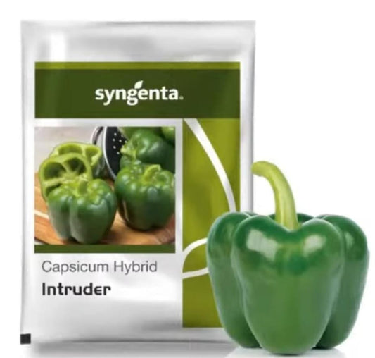 Intruder Capsicum Seeds - Syngenta | F1 Hybrid | Buy Online at Best Price