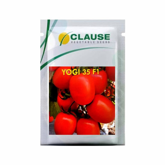 Yogi 35 Tomato Seeds | Buy Online At Best Price