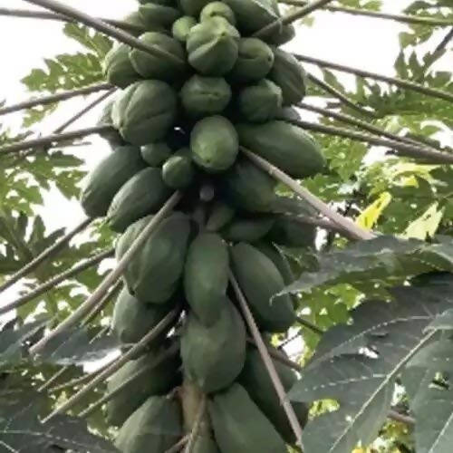 Indus Red Sun Dwarf Papaya Seeds | F1 Hybrid | Buy Online at Best Price