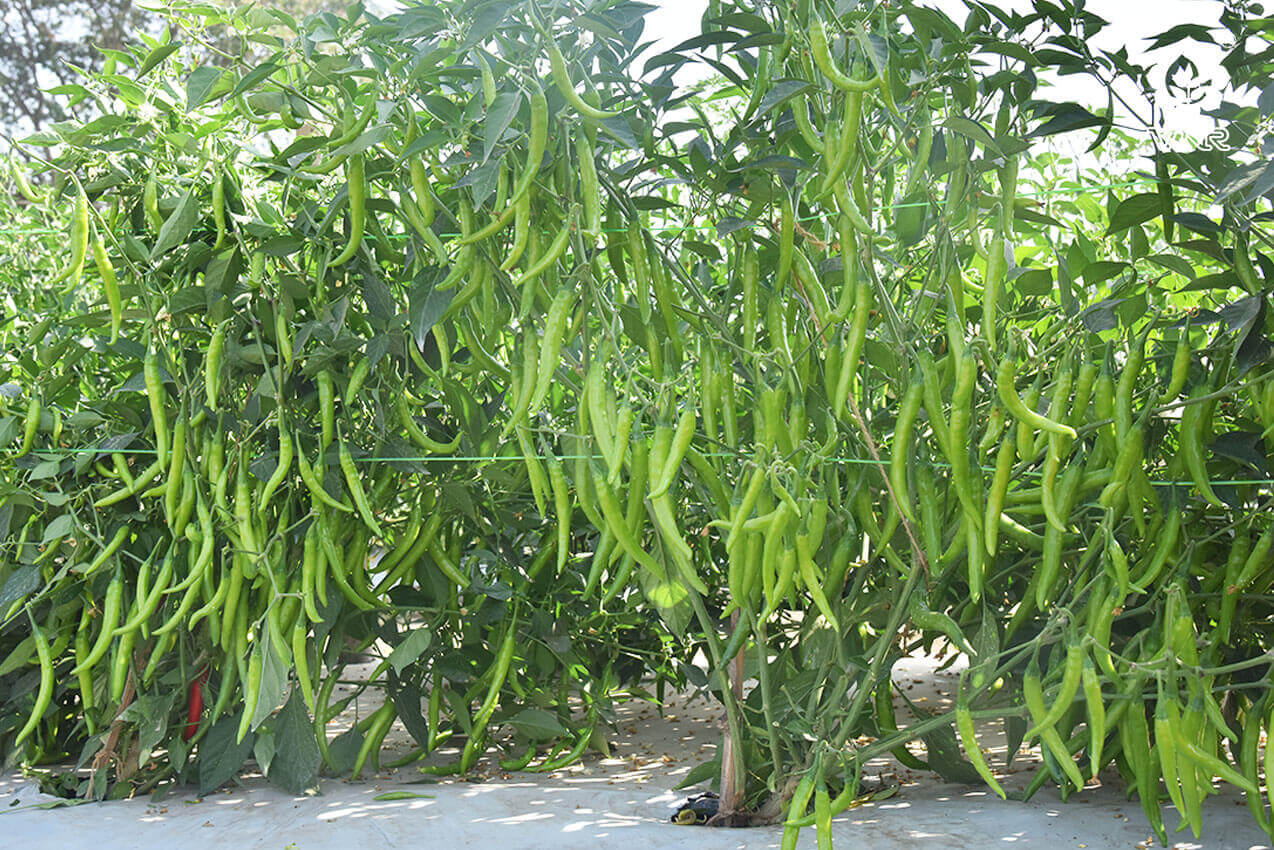 Sahiba Chilli Seeds - VNR | F1 Hybrid | Buy Online at Best Price