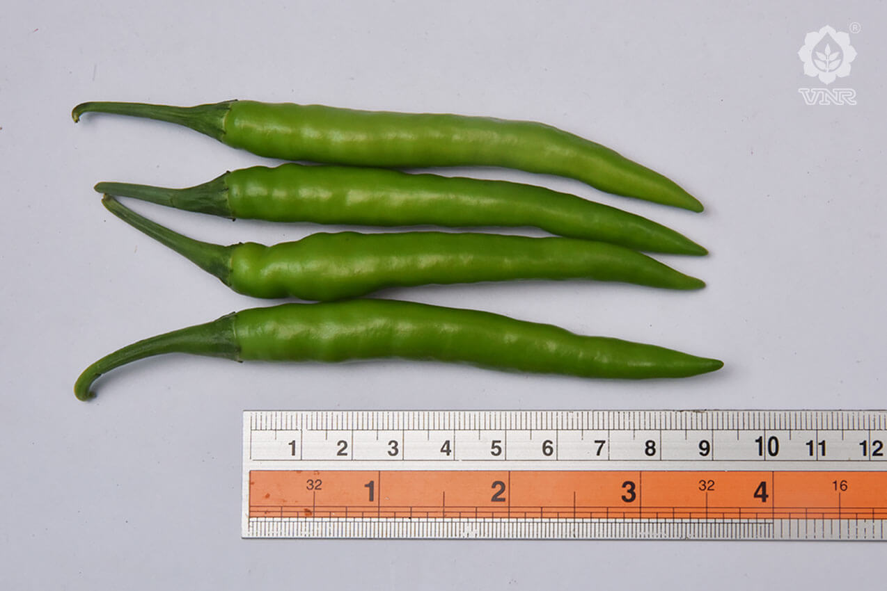 Sahiba Chilli Seeds - VNR | F1 Hybrid | Buy Online at Best Price