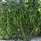 Shilpa (435/7) Chilli seeds - VNR | F1 Hybrid | Buy Online at Best Price