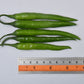 Shilpa (435/7) Chilli seeds - VNR | F1 Hybrid | Buy Online at Best Price