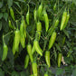 VNR G-907 Chilli Seeds | F1 Hybrid | Buy Online at Best Price