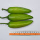 VNR G-907 Chilli Seeds | F1 Hybrid | Buy Online at Best Price