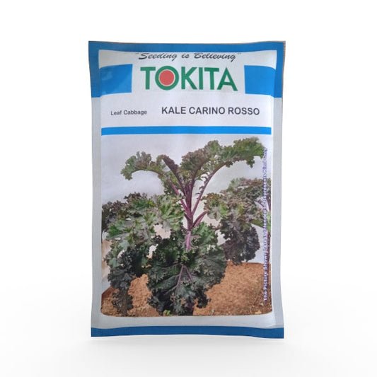 Leaf Cabbage Kale Carino Rosso Seeds - Tokita | F1 Hybrid | Buy Online at Best Price