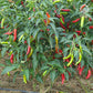 VNR AG Long Ash Guard Seeds | F1 Hybrid | Buy Online at Best Price