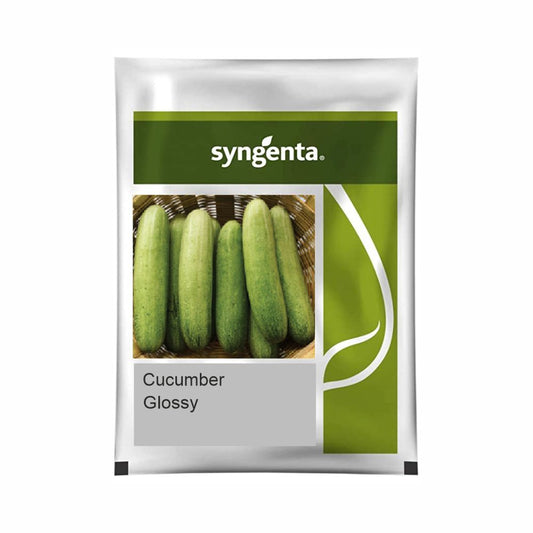 Glossy Cucumber Seeds -Syngenta | F1 Hybrid | Buy Online at Best Price