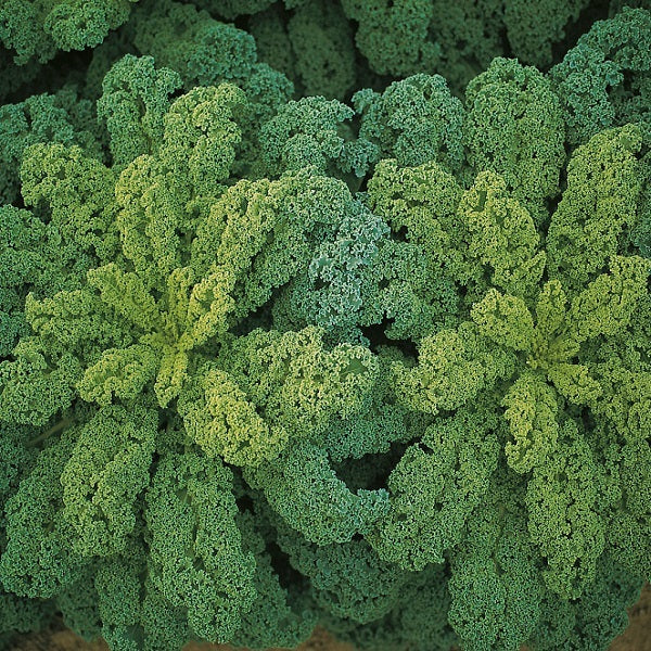 Darkibor Kale Seeds - Bejo | F1 Hybrid | Buy Online at Best Price