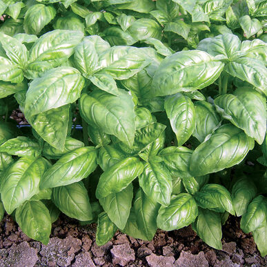 Dolly Basil Seeds - Enza Zaden | F1 Hybrid | Buy Online at Best Price