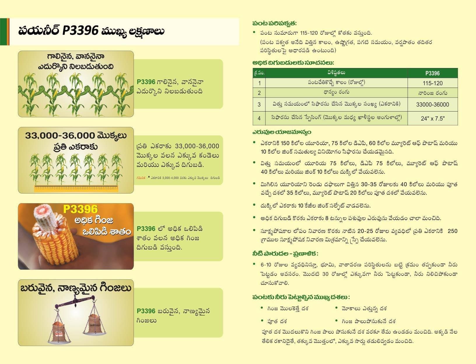 P3396 Corn Seeds - Pioneer | F1 Hybrid | Buy Online at Best Price