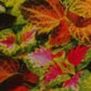 Coleus Seeds - Indo American | F1 Hybrid | Buy Online at Best Price