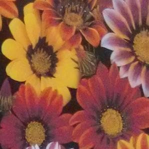 product-imageGazania Seeds - Indo American | F1 Hybrid | Buy Online at Best Price