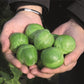 Franklin Brussels Sprouts Seeds - Bejo | F1 Hybrid | Buy Online Now
