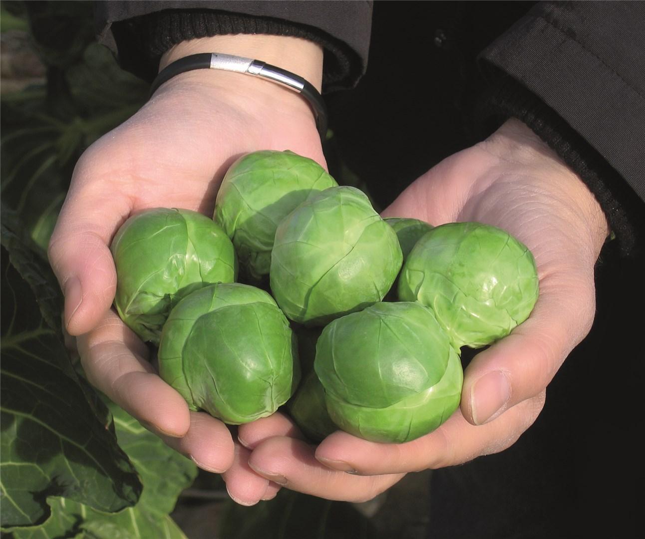 Franklin Brussels Sprouts Seeds - Bejo | F1 Hybrid | Buy Online Now