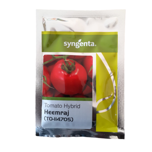 Heemraj (TO - II4705) Tomato Seeds - Syngenta | F1 Hybrid | Buy Online at Best Price
