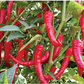 HPH-2043 Chilli Seeds -Syngenta | F1 Hybrid | Buy Online at Best Price