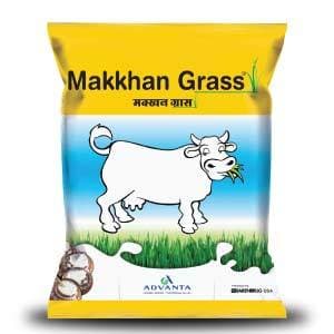 Makkhan Grass Seeds - Advanta | F1 Hybrid | Buy Online at Best Price